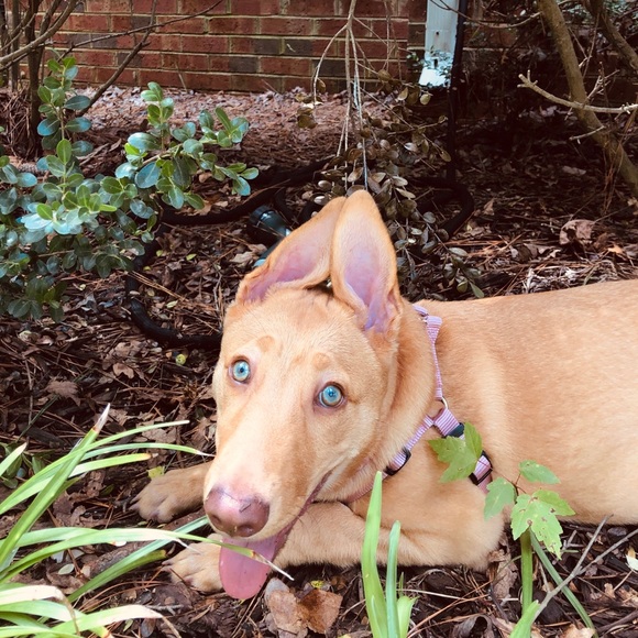 Purple/Pink Medium Dog Harness - Picture 1 of 2